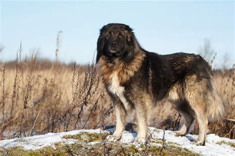 Caucasian Shepherd Dog (Ovcharka): Pictures, Info, Facts.